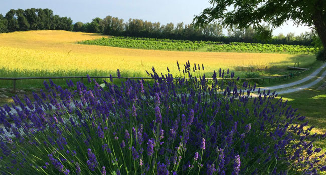 Ca Ramarra - Appartamento Agriturismo vicino al mare - Marche PU